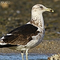 Vagrant Kelp Gull on the Esplanade mudflat. ミナミオオセグロカモメ